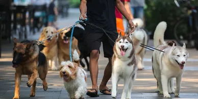Dog Walking